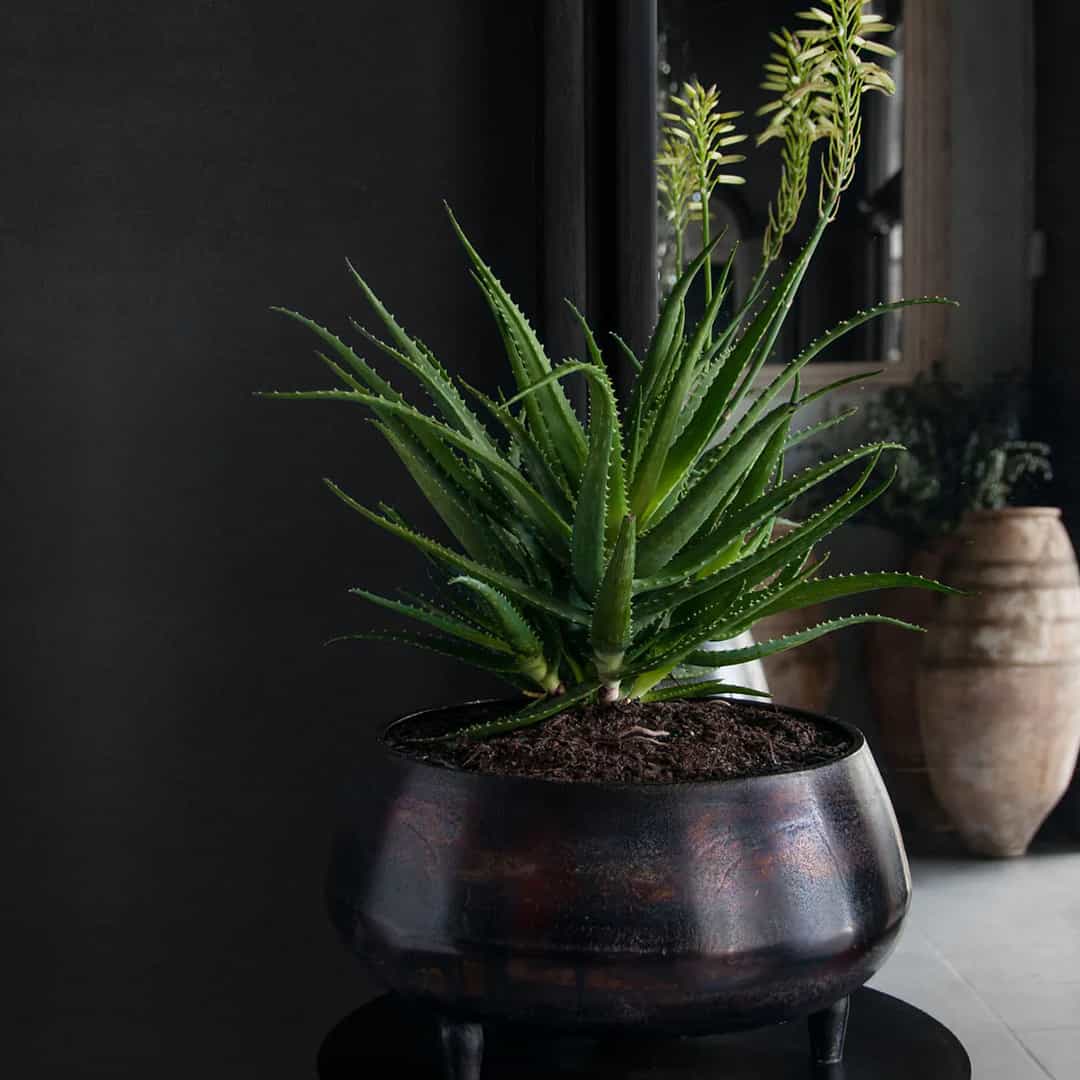 Leo Bowl Large - Image 2